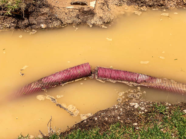 Best Mold removal after water damage  in Newton, NJ